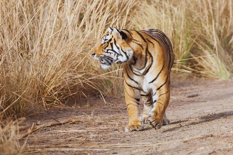 A tiger reserve that was once tiger-less
