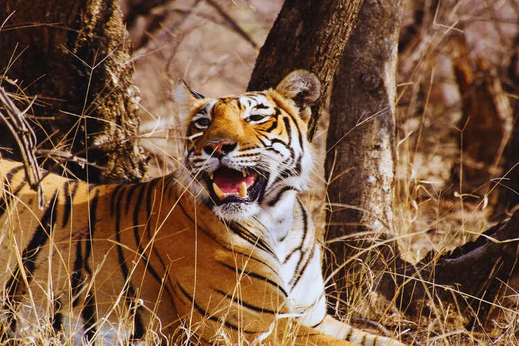 Alwar and Sariska, Rajasthan