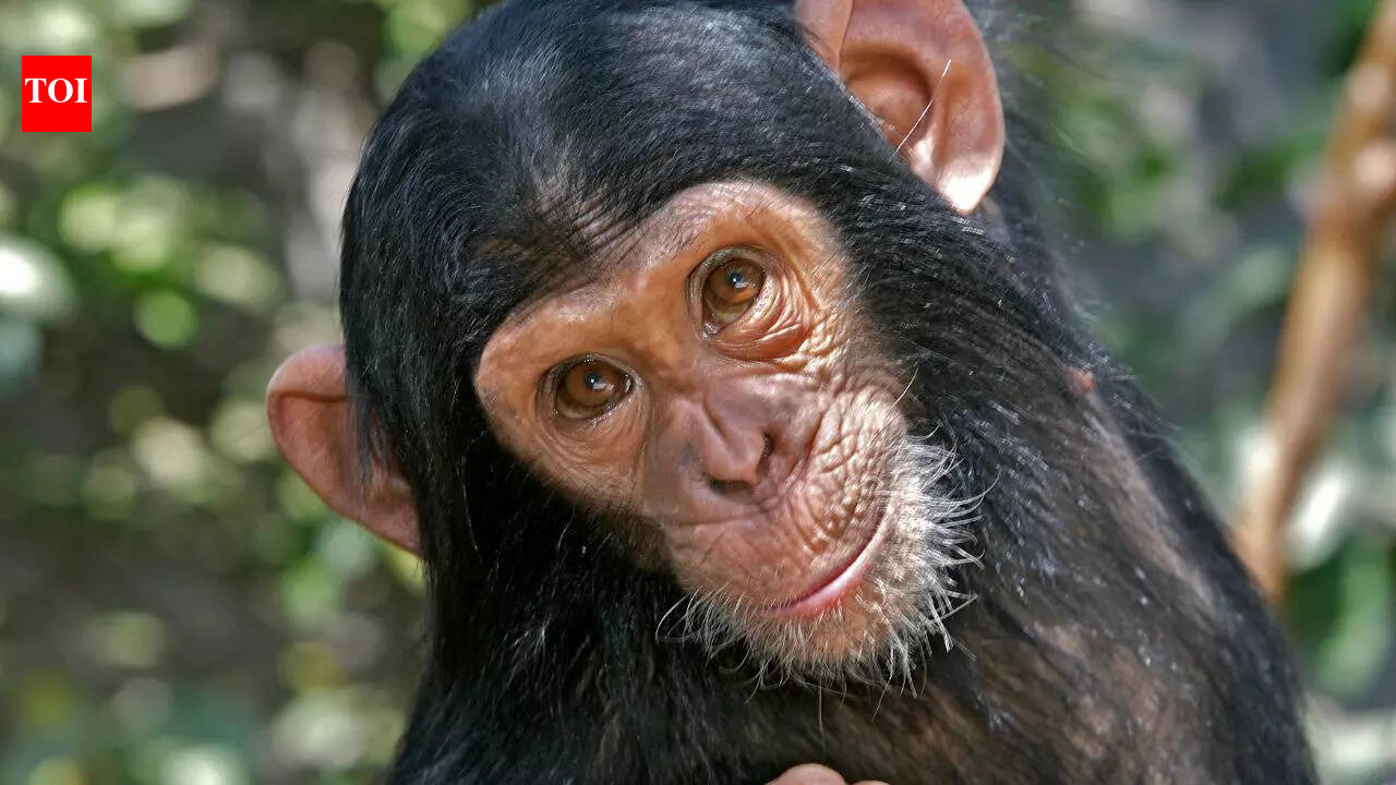 5 animals that act like humans and why | The Times of India