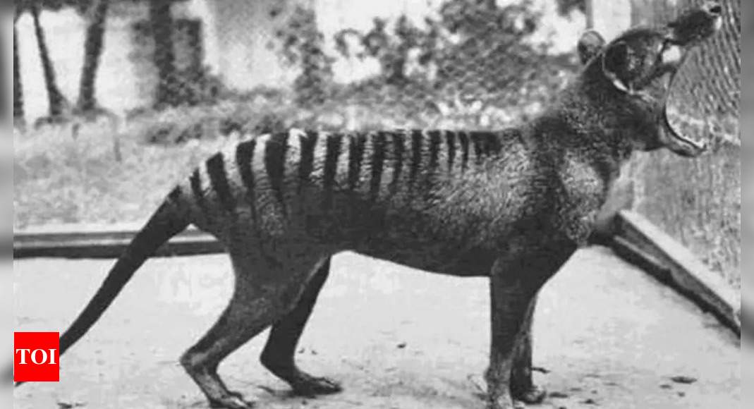 Scientists unlock key to reviving the 110-year-old Tasmanian Tiger – here’s how