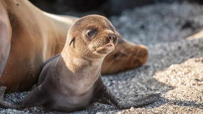 Watch: This adorable baby sea lion is turning heads with her underwater moves