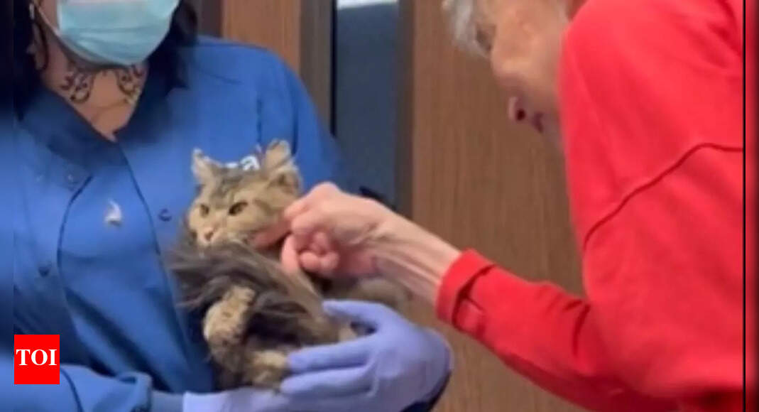 “Never lose hope”—cat feared dead in LA wildfire returns to owner after ...