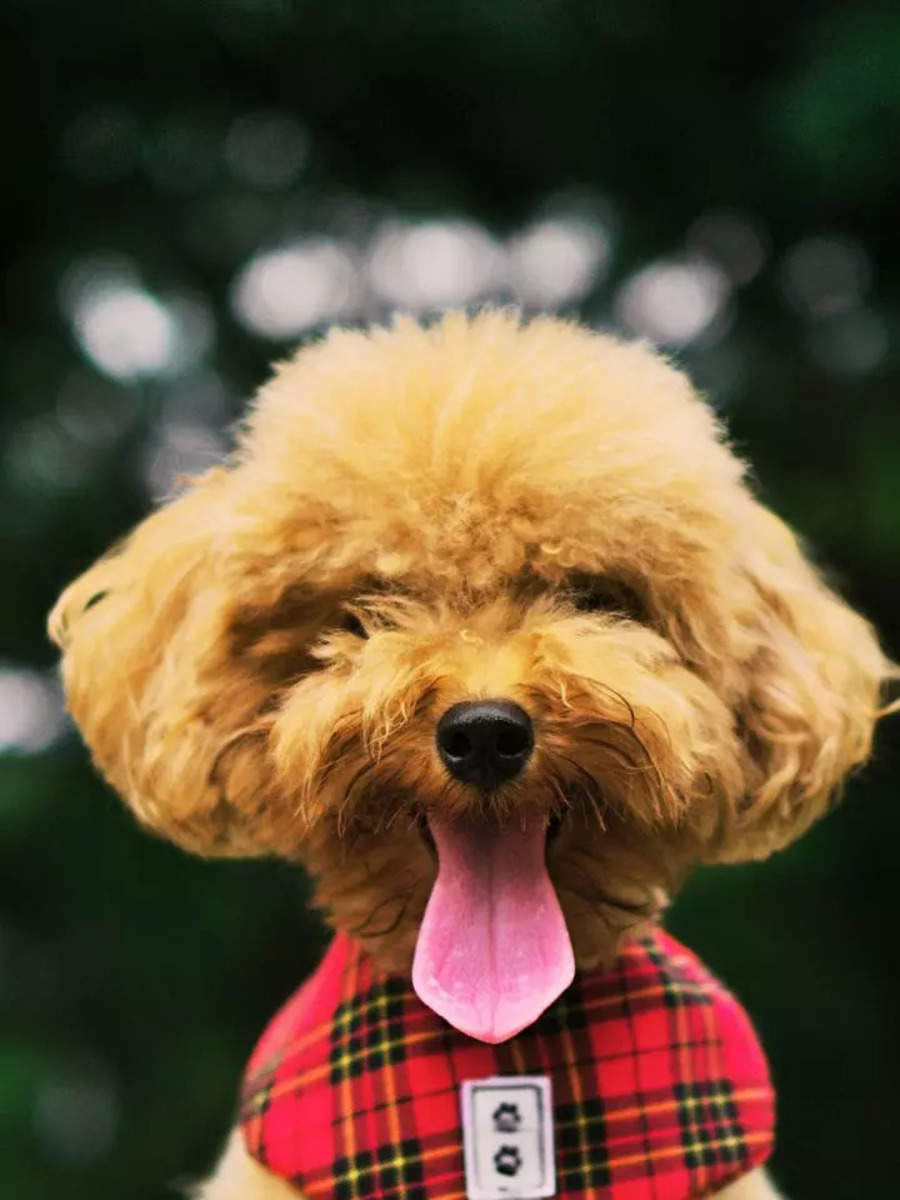 8 pet dog breeds that are so cute they look like toys