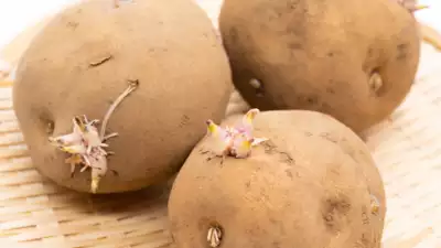 Is it safe to eat sprouted potatoes?