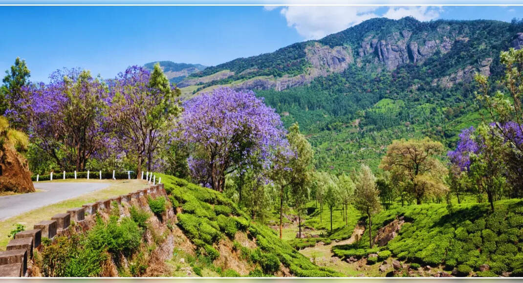 From cherry blossoms to gulmohar: India’s most stunning blooming trees ...