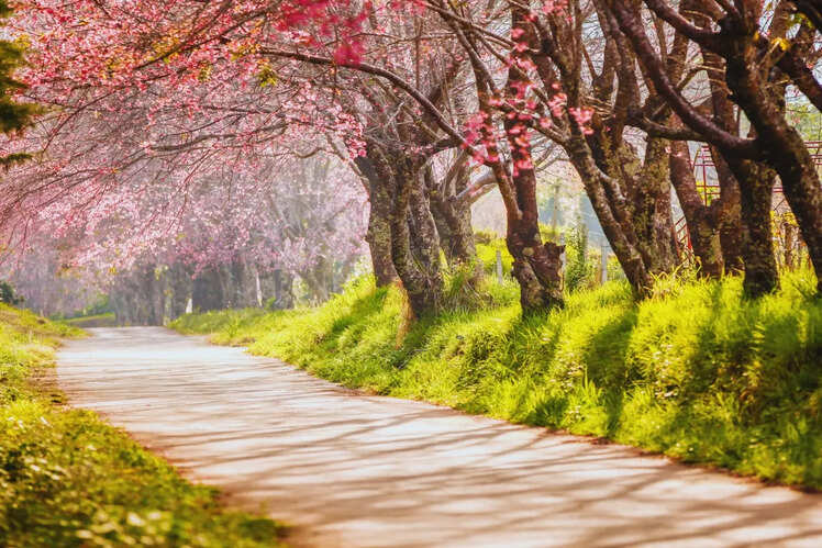 Cherry blossoms