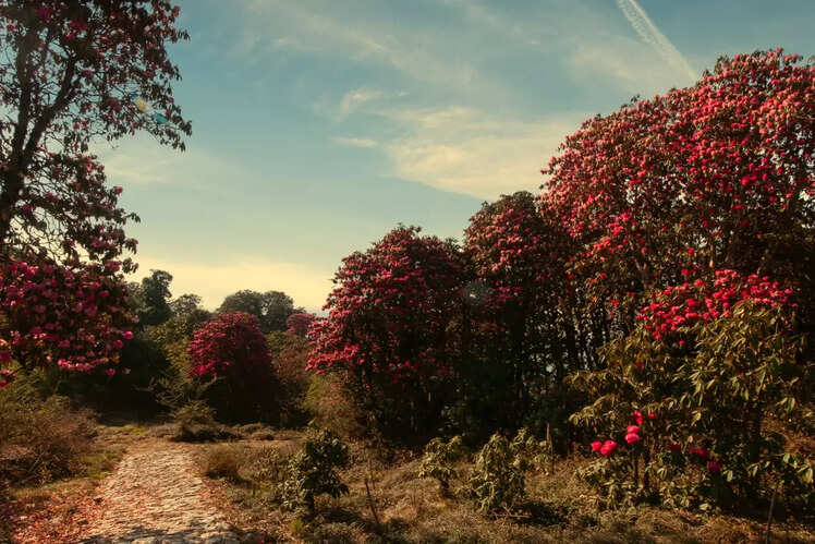 Rhododendrons