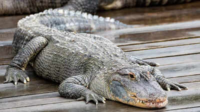 Watch:  8 foot alligator interrupts Florida pizza delivery, and the video is unreal