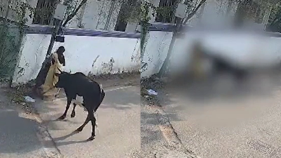 Horrifying video: Woman tossed by cattle while protecting child in Chennai