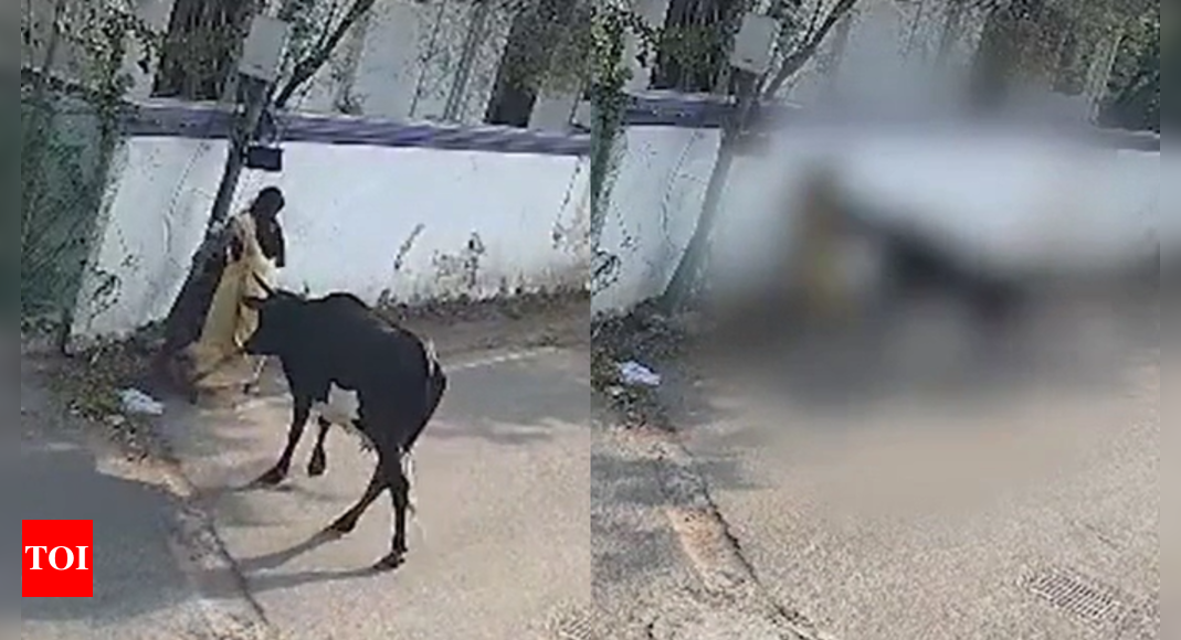 Horrifying video: Woman tossed by cattle while protecting child in Chennai