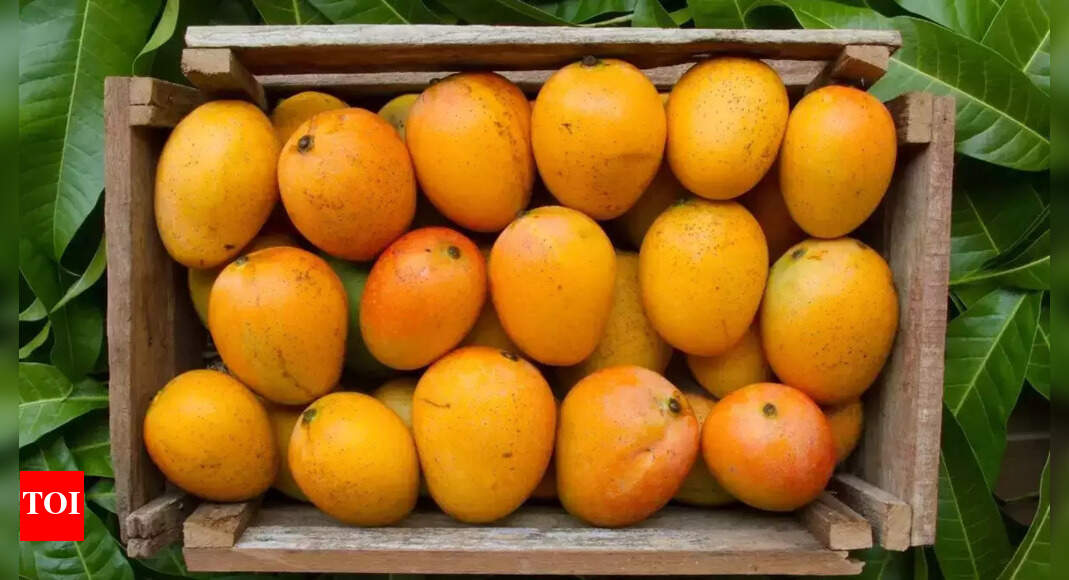 Mango-nificent arrival: Chennai’s markets turn juicy!