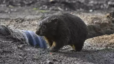 What are wombats? A guide to Australia's den-digging marsupial