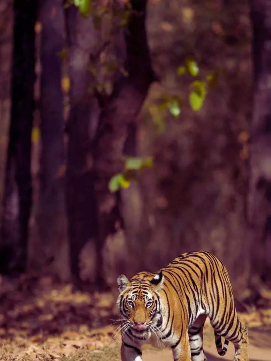 April for tiger spotting: 10 best national parks in India | Times of India