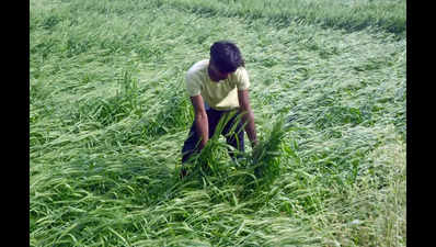 Hailstorm damages crops in Sirsa