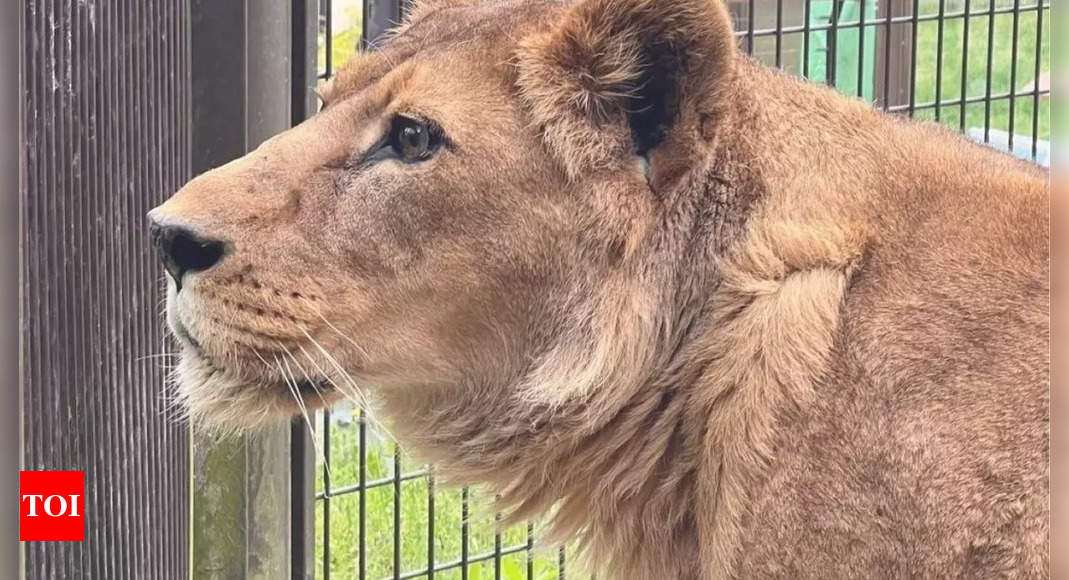 Oto, Japan’s oldest lioness, dies at 25, equivalent to 100 human years