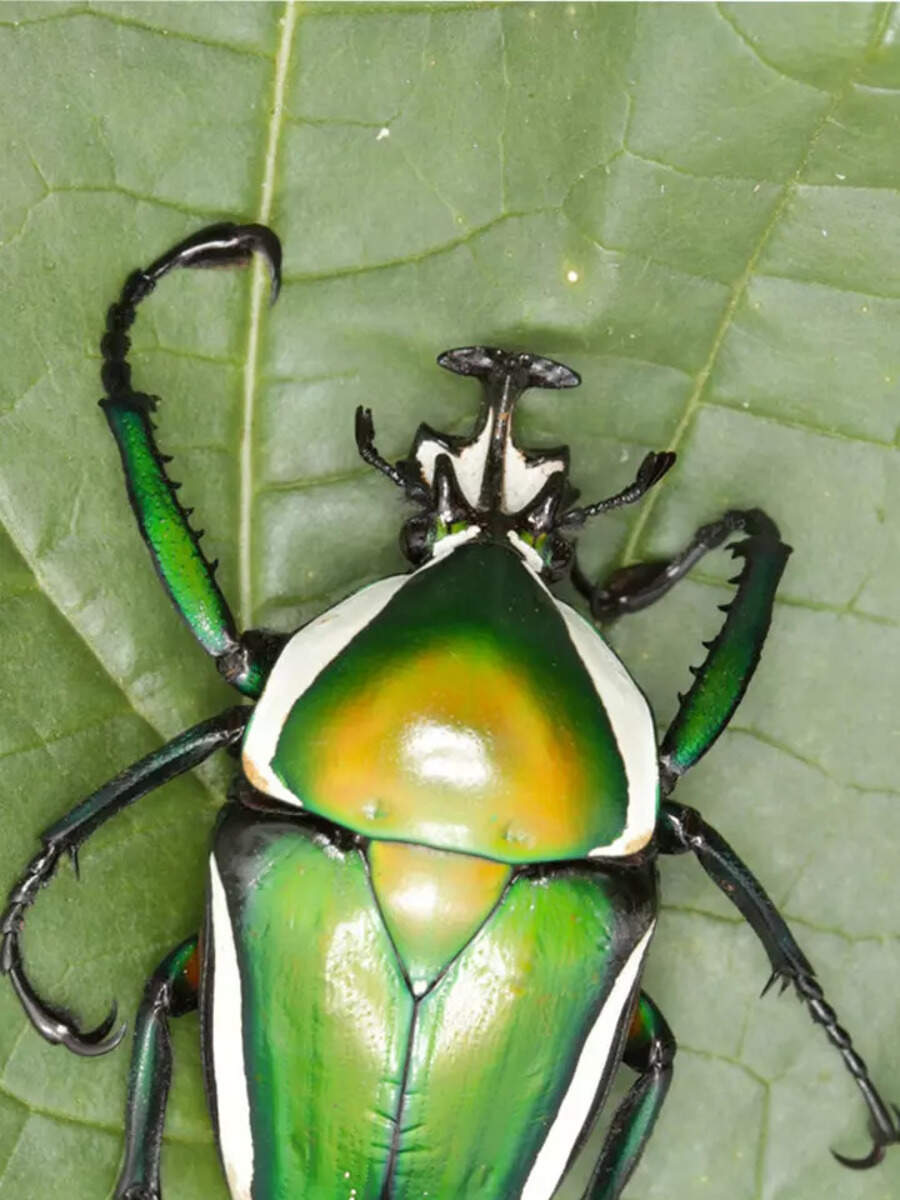 10 insects with the most artistic patterns | Times of India