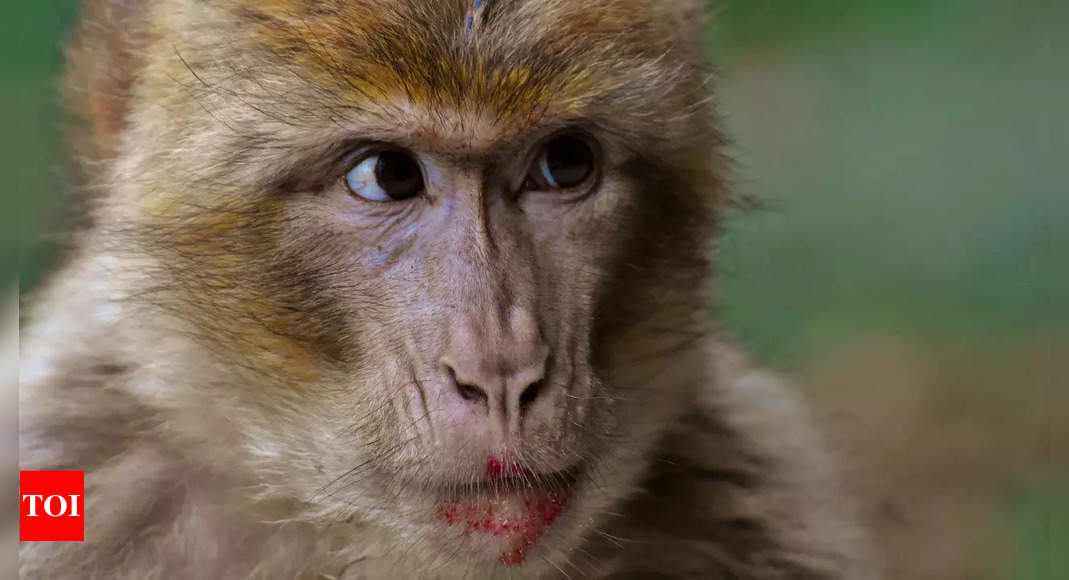 Watch! Expensive phone swapped for THIS? Vrindavan monkey’s trade leaves the internet in stitches