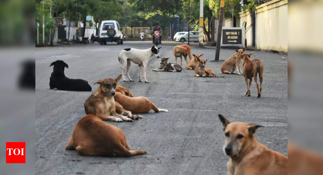 5-yr-old injured in stray dog attack | Kochi News - The Times of India