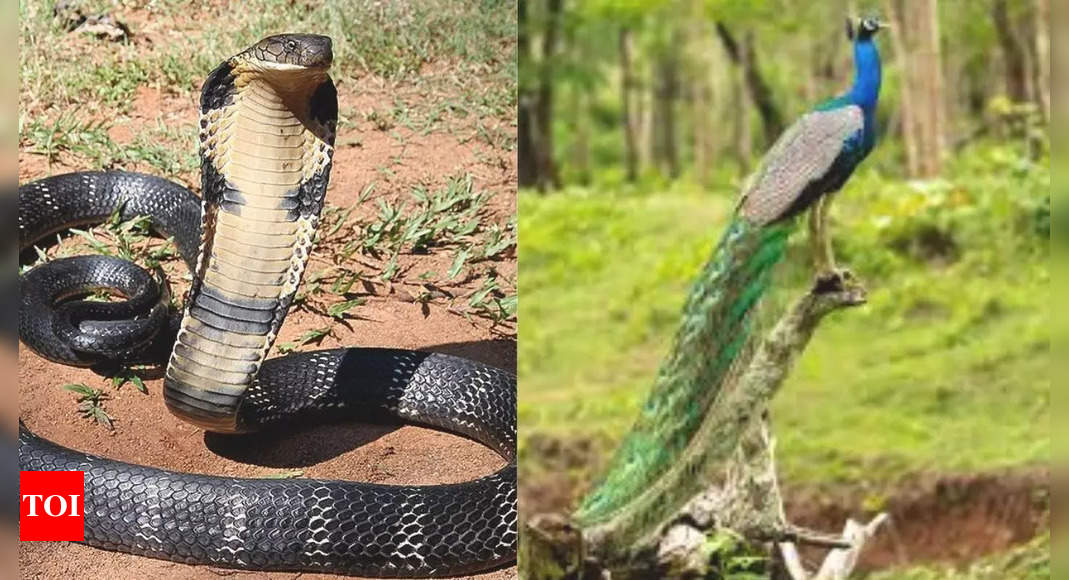 King cobra vs peacock: Which animal would win in a fight