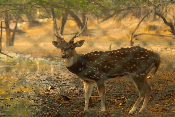 Deer Park