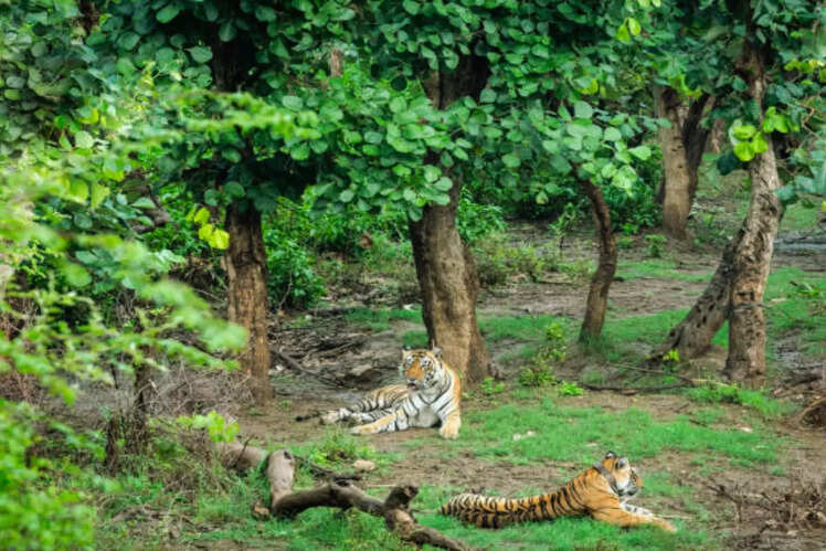 Sariska's unbelievable tiger comeback, and what makes this tiger reserve  special | Times of India Travel