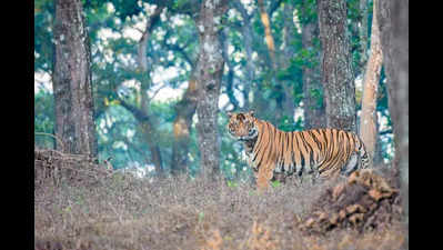 One tiger poached in Odisha over past 3 years: Union min