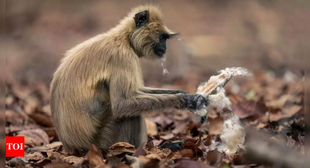 WATCH: Injured langur walks into a pharmacy for help– what happens next will melt your heart!