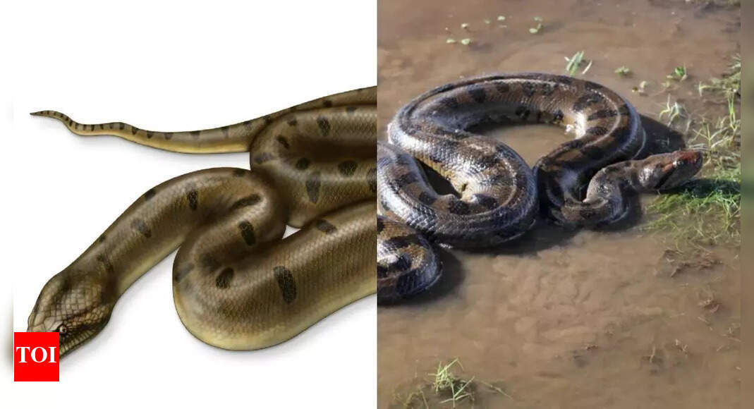 Titanoboa vs Anaconda: Key differences on the basis of their size, diet ...
