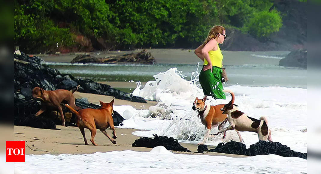 Dogs continue to unleash terror on South Goa’s beaches