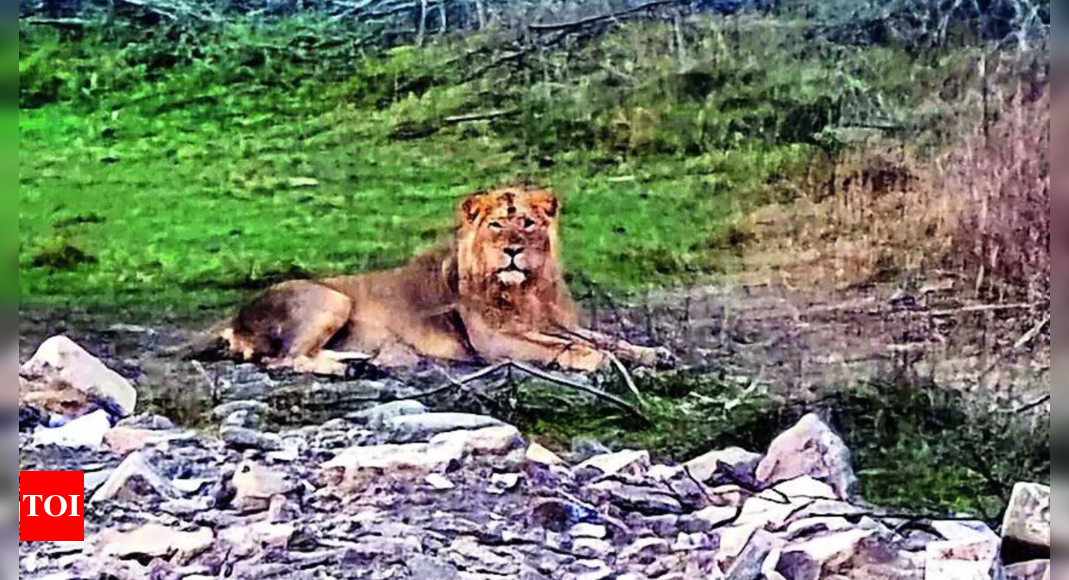 Lion seen lounging close to Diu airport