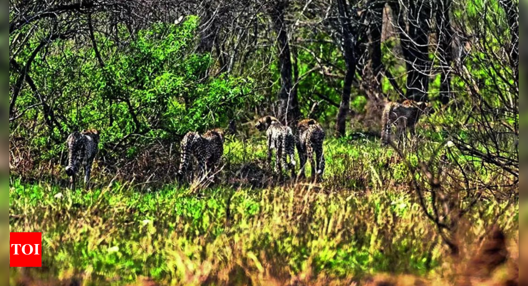 Cheetah Gamini, her 4 cubs released into the wild