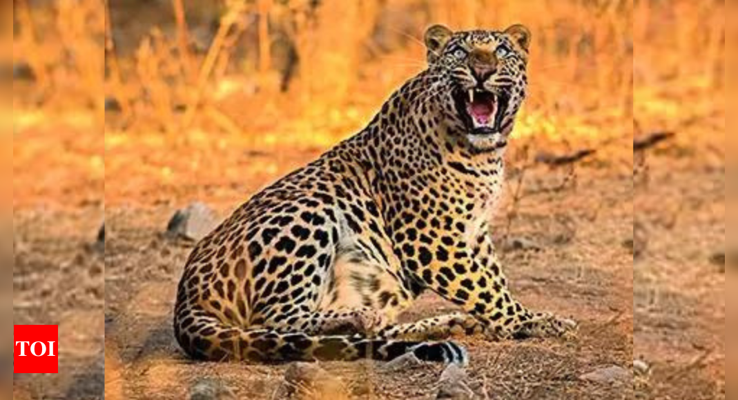 Maharashtra Psychologist, 55, kills leopard to save dog