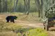 9 best national parks and sanctuaries in India to see sloth bears