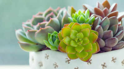 Top Succulents Plants For Indoor And Outdoor Bliss