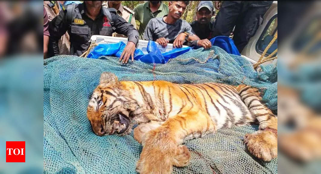 Dead tiger had week-old wound in chest: Officials | Kochi News - The ...