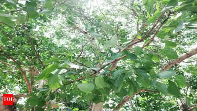 Why Do We Worship Peepal Tree and Its Astrological Significance