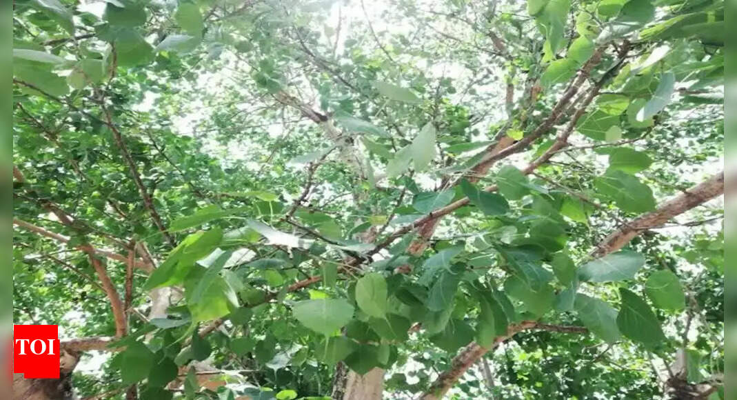 Why Do We Worship Peepal Tree and Its Astrological Significance
