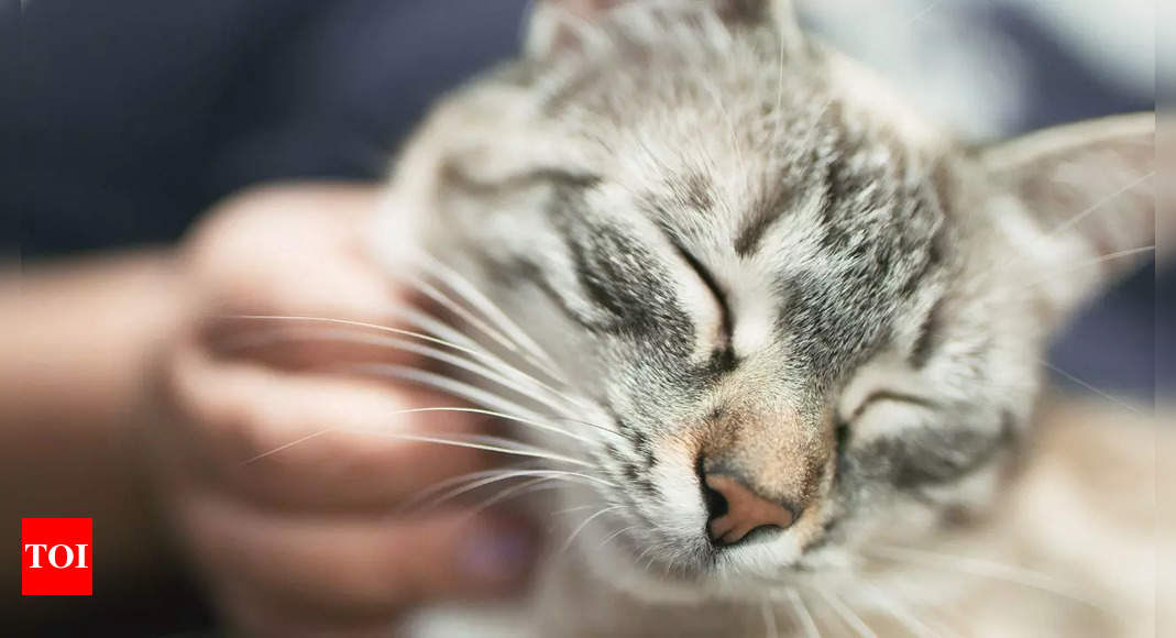 Why do cats purr? It has this amazing healing property