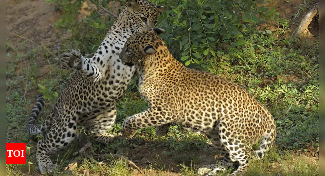 WATCH: Male leopard unexpectedly stops a heated fight between female leopards, and netizens have hilarious takes