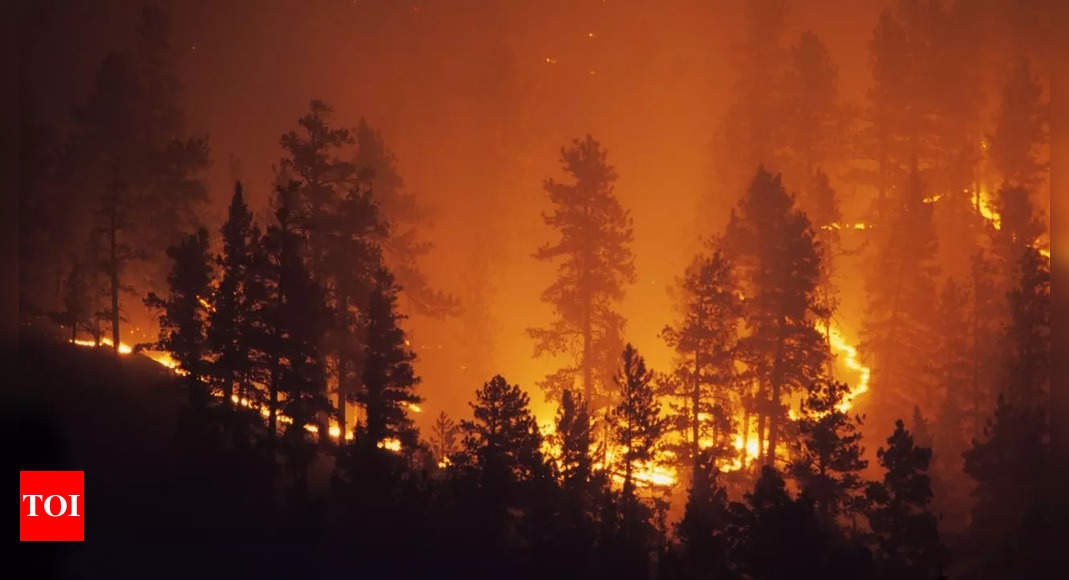 What happens after a fire? Here’s how the ecosystem recovers