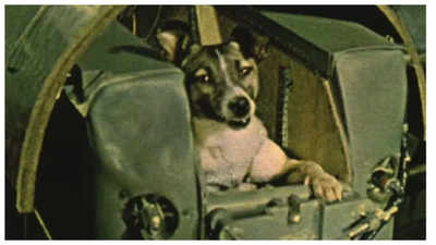 The heartbreaking story of Laika the street dog, who was literally sent to space to 'die'