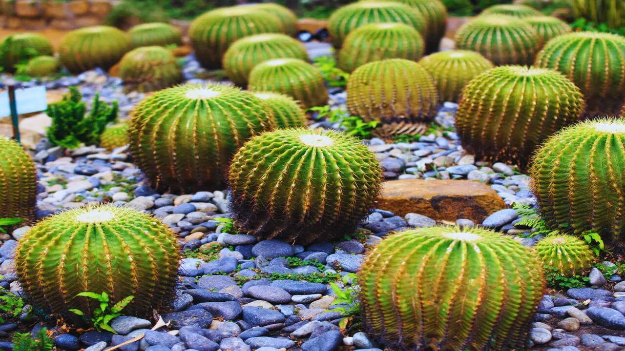 Cactus Garden: Gujarat's botanical wonderland waiting to be discovered | -  The Times of India