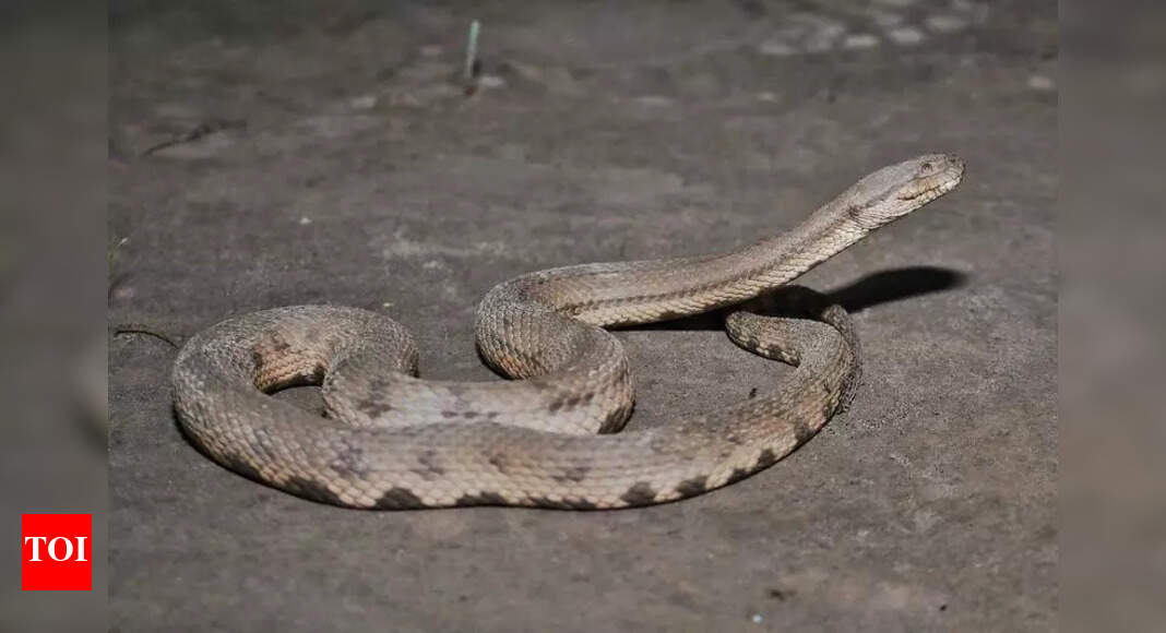 Dog-faced water snake sighted in Nalbari floodplains | Guwahati News ...