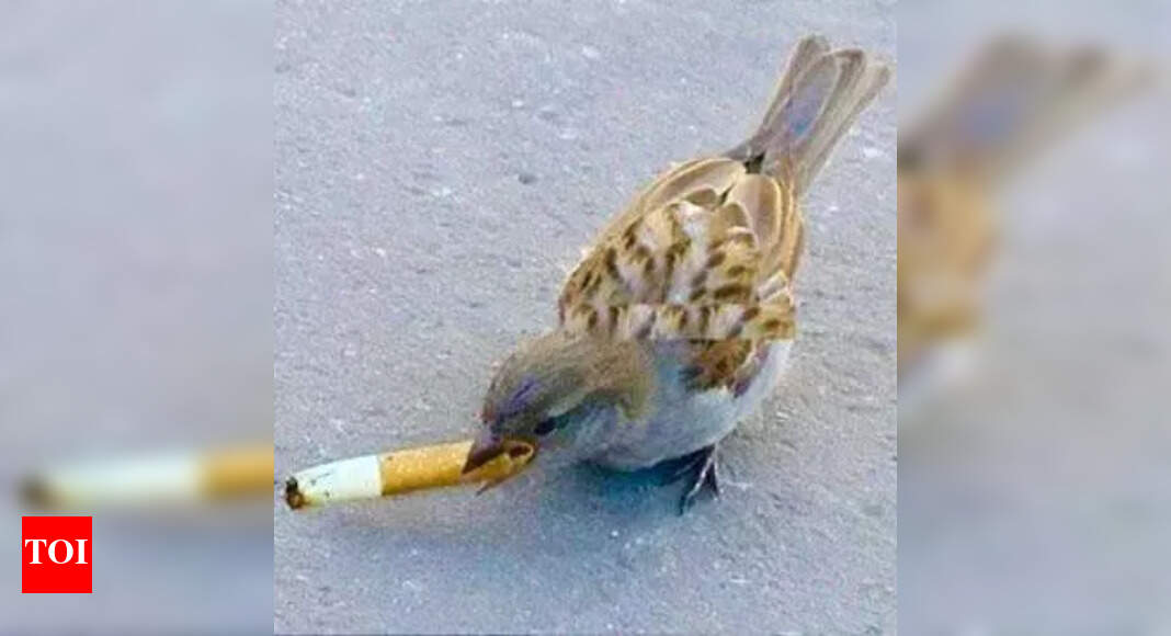 cigarette birds Sparrows use cigarette butts to ward off insects! | Ahmedabad News