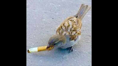 Sparrows use cigarette butts to ward off insects! | Ahmedabad News