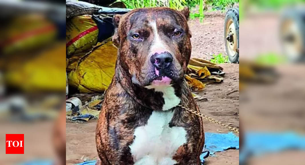 Pitbull saves family, dies of cobra bite