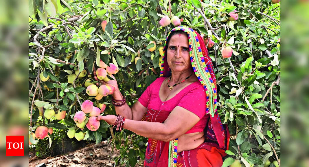 Apples from Thar: Rajasthan farmers cultivate a taste of Himalayas