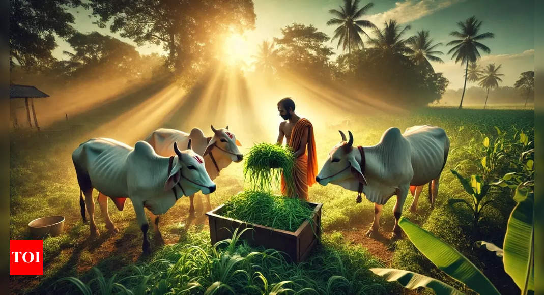 The astrological benefits of feeding Cows: A timeless tradition of karma and blessings