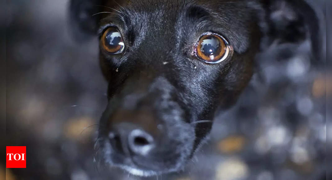 Shocking! Man caught doing THIS to an innocent dog– video sparks massive outrage!