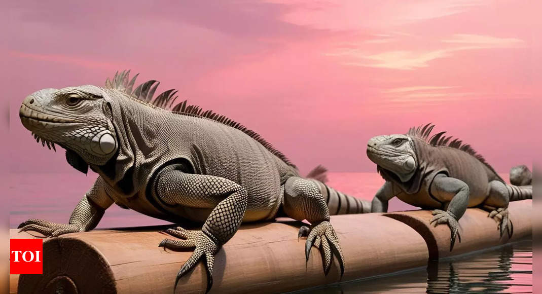 Did you know that iguanas undertook one of the longest known overwater migrations from America to Fiji?